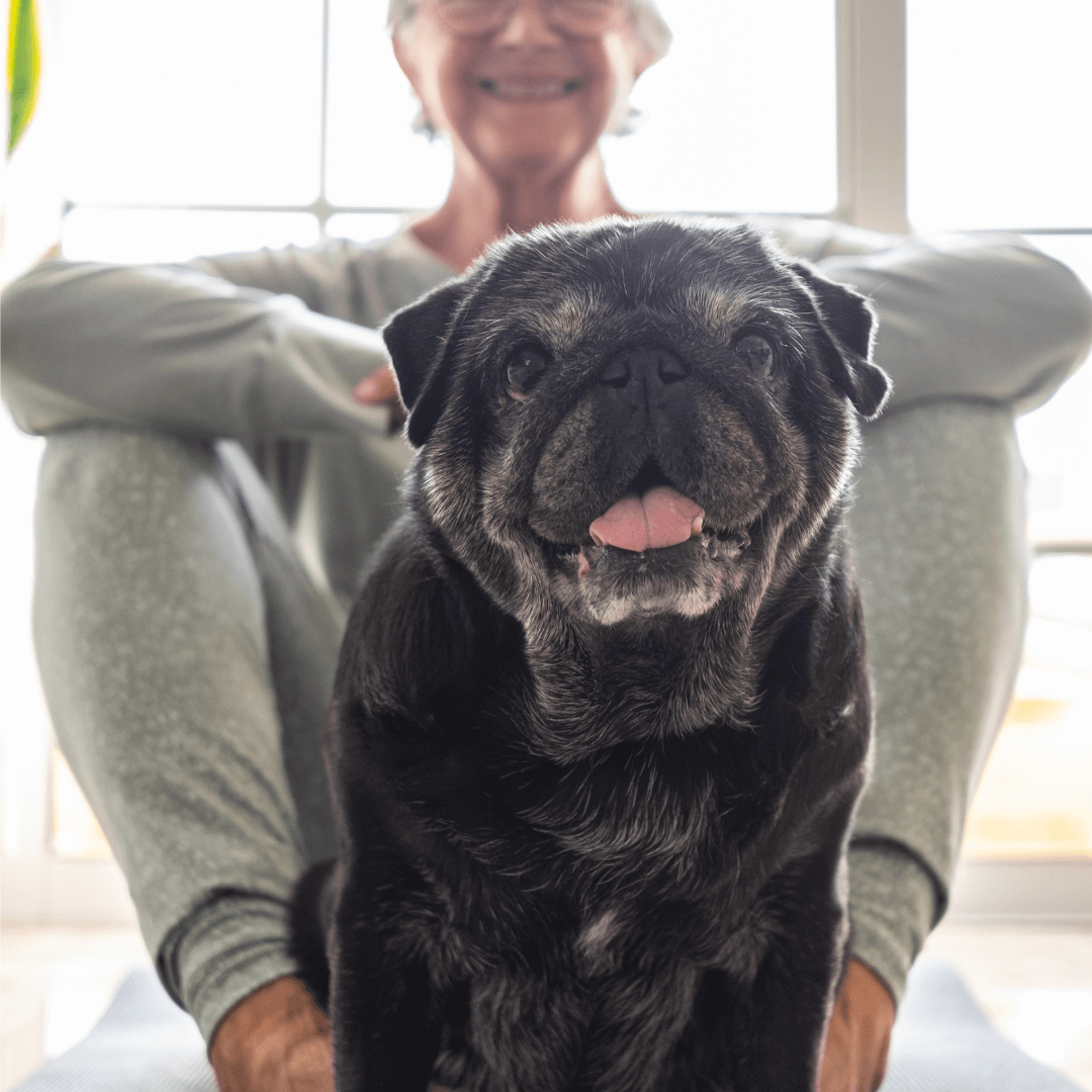 Yaşlı köpek