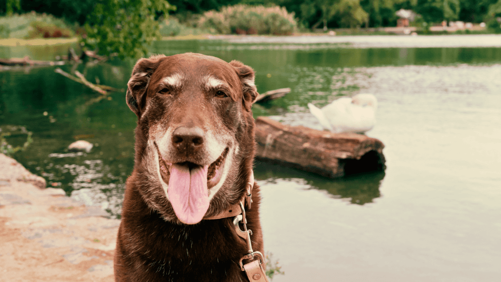 yaşlı köpek